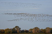 Migrant Lapwing flocks (Vanellus vanellus) coming to roost as Great Cormorants (Phalacrocorax carbo) arrive at tree roosts, Lac du Der-Chantecoq, Champagne, France. autumn 2008