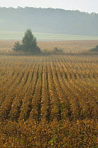 Ripe Maize field (Zea mays) ready for harvest, near Lac du Der-Chantecoq, Champagne, France. October 2008