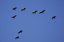 Migrating flock of Common cormorants (Phalacrocorax carbo) in flight overhead, Pyrenees Mountains, Spain