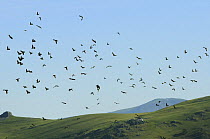 Wood Pigeon (Columba palumbus) flock migrating over Pyreneean mountains, reacting to shotgun volleys from hunters on ridges below. France / Spain border. autumn 2008
