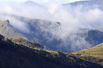 Wood Pigeon (Columba palumbus) flock migrating over Pyreneean mountain ridge with hunting blinds. France / Spain border, autumn 2008.