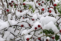 Dog rose (Rosa canina) hips in heavy snow, Spanish Pyrenees.