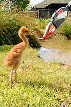 Captive reared Common crane chick (Grus grus), being offered food using fake adult crane head, WWT, Slimbridge, Gloucestershire, UK.Second place in Mankind and Nature  portfolio category of Melvita Na...