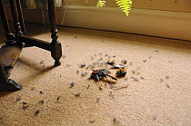 Robin (Erithacus rubecula) dismembered body on carpet, killed by Domestic cat (Felis catus), UK.