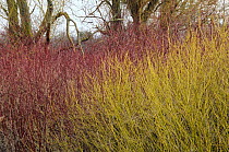 Dogwood {Cornus sanguinea} (red) and Willow saplings {Salix sp} (green) in winter, Chew Valley Lake, Somerset, UK.