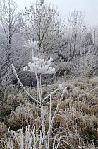 Common hogweed (Heracleum sphondylium) and young European ash trees (Fraxinus excelsior) covered in hoar frost, UK, winter 2008/9