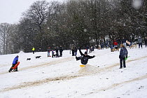 Winter snowstorm with people and dogs (Canis familiaris) enjoying snow, using jumps and toboggans, Box, Wiltshire, UK, winter 2008/9