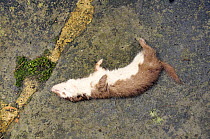 Weasel (Mustela nivalis) killed by Domestic cat (Felis catus), UK.