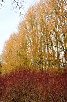 White willow (Salix alba) trees and Common dogwood (Cornus sanguinea) bushes in winter, Chew Valley Lake, Somerset, UK. 2009