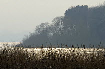 Reedbed (Phragmites australis), partially frozen lake and wooded island, Chew Valley Lake, Somerset, UK, winter 2008/9