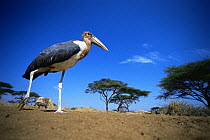 Marabou stork {Leptoptilos crumeniferus} low angle shot with Warthog in background, Serengeti NP, Tanzania