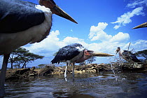 Marabou storks {Leptoptilos crumeniferus} drinking, low angle shot, Serengeti NP, Tanzania