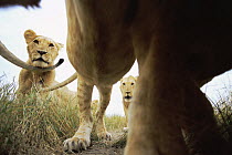 African lion {Panthera leo} pride, low angle shot, Serengeti NP, Tanzania