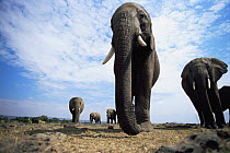 African elephant {Loxodonta africana} low angle shot, Serengeti NP, Tanzania