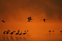 Lesser flamingo {Phoeniconaias minor} flock on Lake Nakuru at dawn, Lake Nakuru NP, Kenya, July