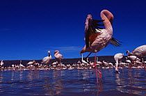Lesser flamingo {Phoeniconaias minor} flock on Lake Nakuru NP, Kenya. July
