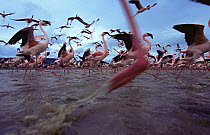 Lesser flamingos running (Phoeniconanias minor) through water, Lake Nakuru National Park, Kenya. July 2007