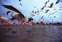 Low level view of Lesser flamingos taking off and flying (Phoeniconaias minor). Wide angle perspective. Lake Nakuru National Park, Kenya. July 2007.