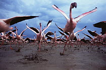 Low level view of Lesser flamingos taking off (Phoeniconaias minor) Lake Nakuru National Park, Kenya. July 2007.