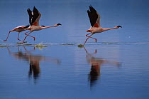 Lesser flamingos (Phoeniconaias minor) running through water about to take off, Lake Nakuru National Park, Kenya. July 2007.