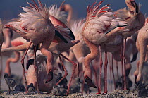 Lesser flamingo {Phoeniconaias minor} adults and chicks, Lake Nakuru NP, Kenya