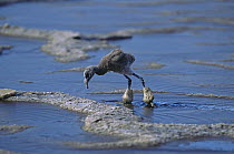Lesser flamingo {Phoeniconaias minor} chick with legs coated in mineral / mud deposits, Lake Nakuru NP, Kenya