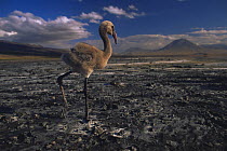 Lesser flamingo {Phoeniconaias minor} solitary chick on lake shore with no water, Lake Nakuru NP, Kenya