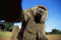Olive baboon {Papio anubis} East Africa