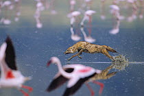 Golden jackal {Canis aureus} chasing Lesser flamingo {Phoeniconaias minor} Lake Nakuru NP, Kenya
