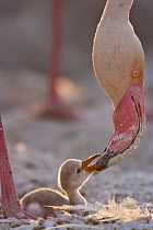 Lesser flamingo {Phoeniconaias minor} feeding chick at nest, Lake Nakuru NP, Kenya
