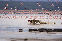 Spotted hyaena {Crocuta crocuta} chasing and catching Lesser flamingo {Phoeniconaias minor} Lake Nakuru NP, Kenya