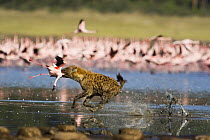 Spotted hyaena {Crocuta crocuta} predating Lesser flamingo {Phoeniconaias minor} Lake Nakuru NP, Kenya