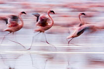 Lesser flamingo {Phoeniconaias minor} running, about to take off, Lake Nakuru NP, Kenya