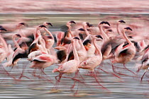 Flock of Lesser flamingo {Phoeniconaias minor} running, Lake Nakuru NP, Kenya