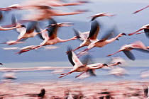 Flock of Lesser flamingo {Phoeniconaias minor} in flight, Lake Nakuru NP, Kenya