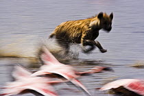 Spotted hyaena {Crocuta crocuta} chasing Lesser flamingo {Phoeniconaias minor} Lake Nakuru NP, Kenya