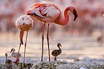 Lesser flamingo {Phoeniconaias minor} adults and chicks at nest, Lake Nakuru NP, Kenya