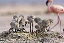 Lesser flamingo {Phoeniconaias minor} group of chicks on nest, Lake Nakuru NP, Kenya