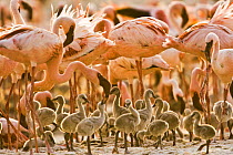 Lesser flamingo {Phoeniconaias minor} adults and chicks, Lake Nakuru NP, Kenya