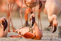 Lesser flamingo {Phoeniconaias minor} adult feeding chick, Lake Nakuru NP, Kenya