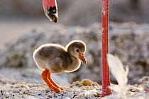 Lesser flamingo {Phoeniconaias minor} chick beside legs of adult, Lake Nakuru NP, Kenya