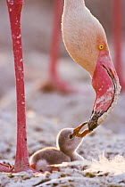 Lesser flamingo {Phoeniconaias minor} chick begging adult for food, Lake Nakuru NP, Kenya