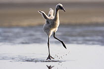 Lesser flamingo {Phoeniconaias minor} chick running flapping wings, Lake Nakuru NP, Kenya