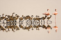 Lesser flamingo {Phoeniconaias minor} large group of juveniles / chicks in water, Lake Nakuru NP, Kenya