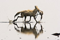 Golden jackal {Canis aureus} carrying dead Lesser flamingo {Phoeniconaias minor} Lake Nakuru NP, Kenya