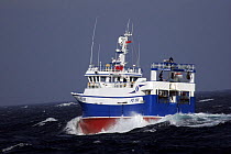 MFV "Ocean Harvest" heading home after a successful fishing trip in the North Sea. September 2008. Property Released.