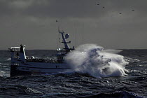 MFV in heavy seas. North Sea, 2009. Property released.