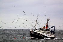 Wick registered fishing vessel "Opportune" using the seine net method of fishing for haddock and flatfish, surrounded by seagulls. St. Magnus Bay, Shetland, March 2009.