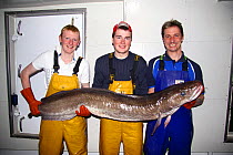 Crewmen on a North Sea trawler holding a 25kg ling (Molva molva). 2009