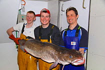 Crewmen on a North Sea trawler holding a 25kg ling (Molva molva).